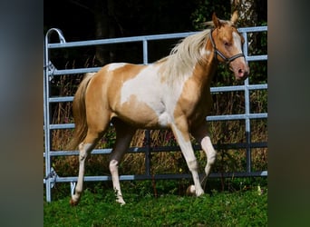 American Paint Horse, Stute, 1 Jahr, 150 cm, Champagne