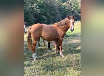 American Paint Horse Mix, Stute, 1 Jahr, 150 cm, Red Dun