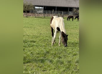 American Paint Horse Mix, Stute, 1 Jahr, 150 cm, Schecke