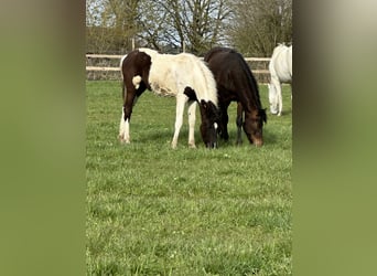 American Paint Horse Mix, Stute, 1 Jahr, 150 cm, Schecke