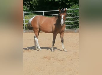 American Paint Horse, Stute, 1 Jahr, 150 cm, Tobiano-alle-Farben
