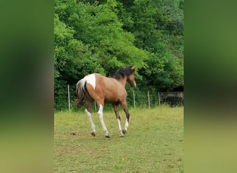 American Paint Horse, Stute, 1 Jahr, 150 cm, Tobiano-alle-Farben