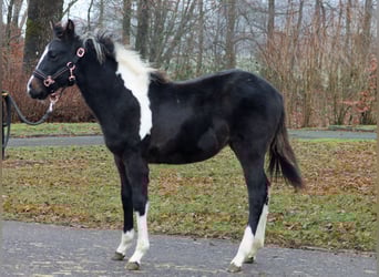 American Paint Horse, Stute, 1 Jahr, 150 cm, Tobiano-alle-Farben
