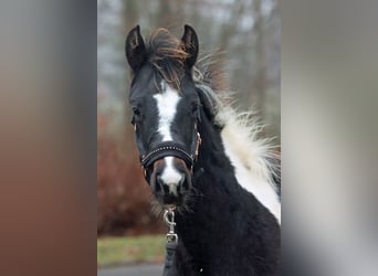 American Paint Horse, Stute, 1 Jahr, 150 cm, Tobiano-alle-Farben