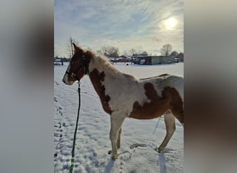 American Paint Horse, Stute, 1 Jahr, 152 cm, Red Dun