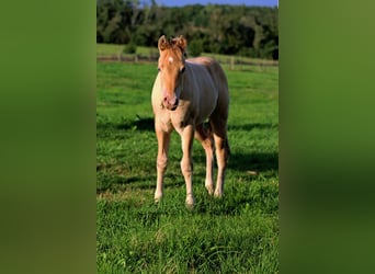 American Paint Horse, Stute, 1 Jahr, 153 cm, Champagne