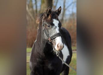 American Paint Horse, Stute, 1 Jahr, 153 cm, Overo-alle-Farben
