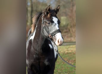 American Paint Horse, Stute, 1 Jahr, 153 cm, Overo-alle-Farben