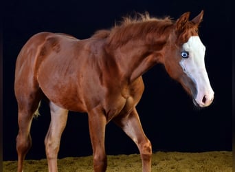 American Paint Horse, Stute, 1 Jahr, 155 cm, Fuchs