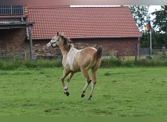 American Paint Horse, Stute, 1 Jahr, 160 cm, Champagne