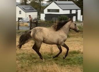 American Paint Horse Mix, Stute, 1 Jahr, 160 cm, Falbe