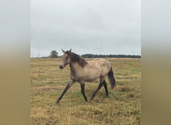American Paint Horse Mix, Stute, 1 Jahr, 160 cm, Falbe