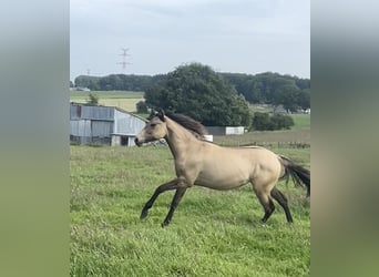 American Paint Horse Mix, Stute, 1 Jahr, 160 cm, Falbe