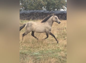 American Paint Horse Mix, Stute, 1 Jahr, 160 cm, Falbe