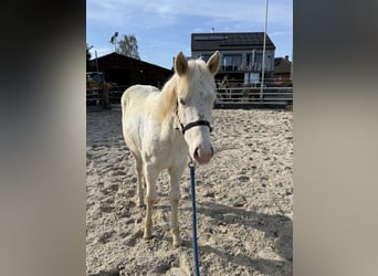 American Paint Horse, Stute, 1 Jahr, Champagne