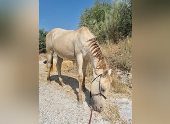 American Paint Horse, Stute, 1 Jahr, Champagne