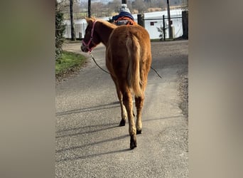 American Paint Horse, Stute, 1 Jahr, Fuchs