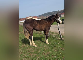 American Paint Horse, Stute, 1 Jahr, Overo-alle-Farben