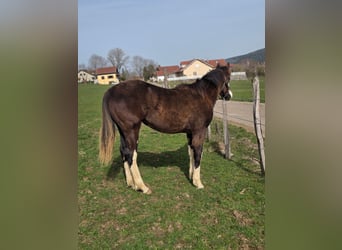 American Paint Horse, Stute, 1 Jahr, Overo-alle-Farben