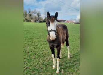 American Paint Horse, Stute, 1 Jahr, Overo-alle-Farben