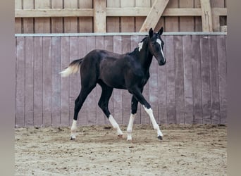 American Paint Horse, Stute, 1 Jahr, Schecke