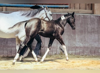 American Paint Horse, Stute, 1 Jahr, Schecke
