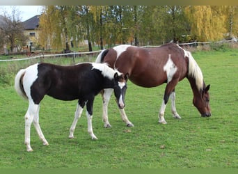 American Paint Horse, Stute, 1 Jahr, Tobiano-alle-Farben