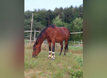American Paint Horse Mix, Stute, 21 Jahre, 150 cm, Brauner