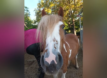 American Paint Horse Mix, Stute, 2 Jahre, 138 cm, Tovero-alle-Farben