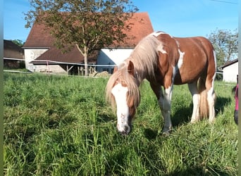 American Paint Horse Mix, Stute, 2 Jahre, 138 cm, Tovero-alle-Farben