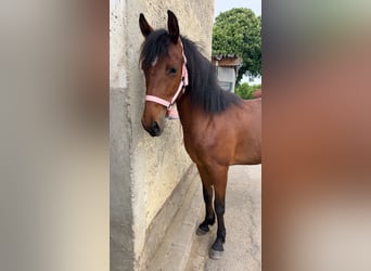 American Paint Horse Mix, Stute, 2 Jahre, 140 cm, Fuchs