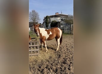 American Paint Horse, Stute, 2 Jahre, 145 cm