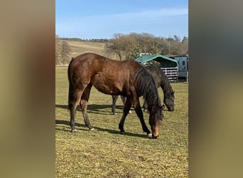 American Paint Horse, Stute, 2 Jahre, 150 cm, Brauner