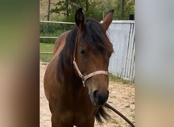 American Paint Horse, Stute, 2 Jahre, 150 cm, Brauner