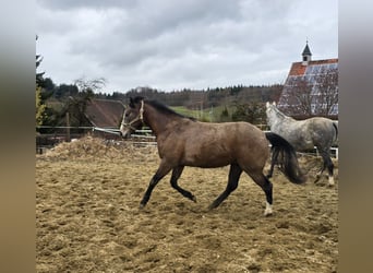 American Paint Horse Mix, Stute, 2 Jahre, 150 cm, Braunfalbschimmel