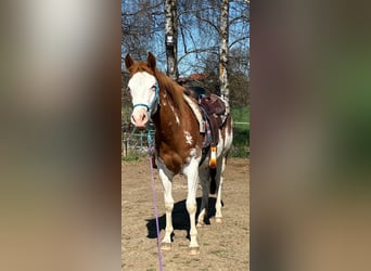 American Paint Horse, Stute, 2 Jahre, 150 cm, Overo-alle-Farben