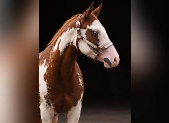 American Paint Horse, Stute, 2 Jahre, 150 cm, Overo-alle-Farben