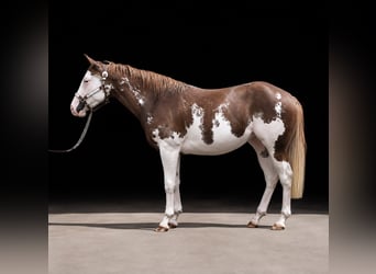 American Paint Horse, Stute, 2 Jahre, 150 cm, Overo-alle-Farben