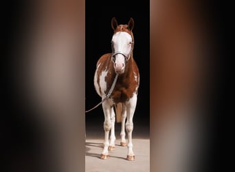 American Paint Horse, Stute, 2 Jahre, 150 cm, Overo-alle-Farben