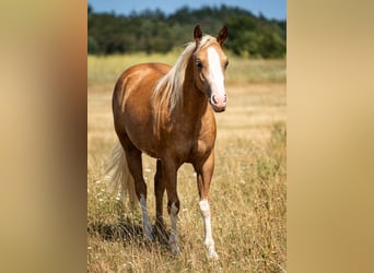 American Paint Horse, Stute, 2 Jahre, 150 cm, Palomino