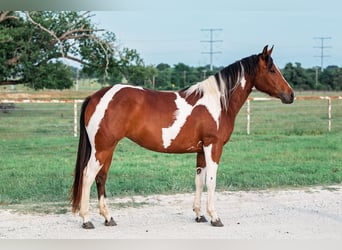 American Paint Horse, Stute, 2 Jahre, 150 cm, Rotbrauner