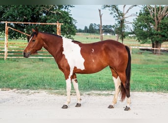 American Paint Horse, Stute, 2 Jahre, 150 cm, Rotbrauner