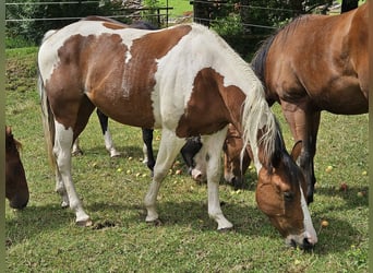 American Paint Horse, Stute, 2 Jahre, 150 cm, Schecke