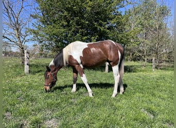 American Paint Horse, Stute, 2 Jahre, 150 cm, Tobiano-alle-Farben