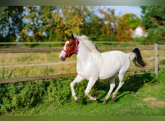 American Paint Horse Mix, Stute, 2 Jahre, 150 cm, Tobiano-alle-Farben