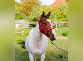 American Paint Horse Mix, Stute, 2 Jahre, 150 cm, Tobiano-alle-Farben