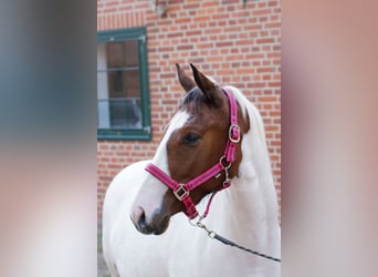American Paint Horse Mix, Stute, 2 Jahre, 150 cm, Tobiano-alle-Farben