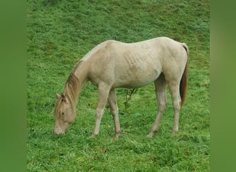 American Paint Horse, Stute, 2 Jahre, 153 cm, Champagne