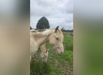 American Paint Horse, Stute, 2 Jahre, 153 cm, Champagne