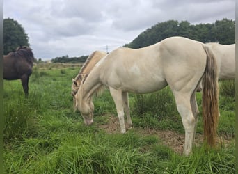 American Paint Horse, Stute, 2 Jahre, 153 cm, Champagne